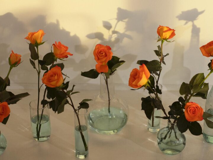 Jardim das Rosas de Berna